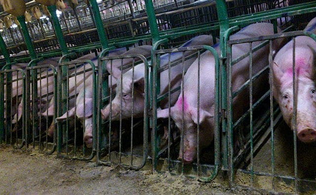 Peternakan Pabrik dan Kesejahteraan Hewan: Memeriksa Dampak 1 Peternakan Pabrik dan Kesejahteraan Hewan: Menelaah Dampaknya Agustus 2025