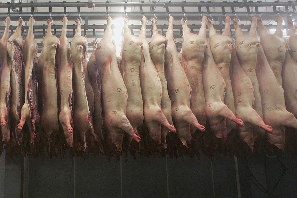 Opravdu potřebujeme maso a mléčné výrobky srpen 2025