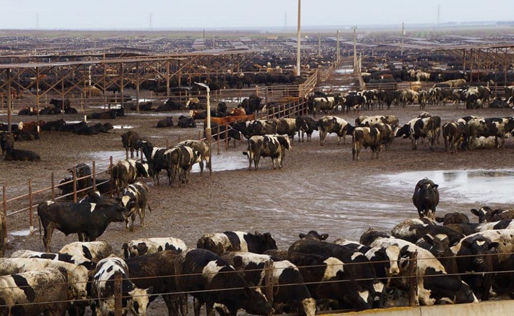 Wpływ hodowli przemysłowej na dobrostan zwierząt i środowisko – sierpień 2025 r.