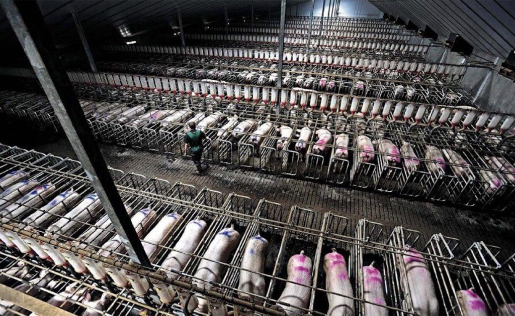 工廠化養殖在森林砍伐和碳封存森林衰退中的作用 2025 年 8 月