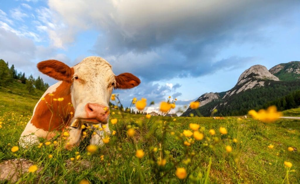 Yuav Ua Li Cas Tsiaj Tsiaj Tsiaj Tsiaj Tsiaj Tsiaj Tsiaj Tsiaj Tsiaj: Habitat Loss, Biodiversity Decline, thiab Ib puag ncig cuam tshuam Lub Yim Hli 2025