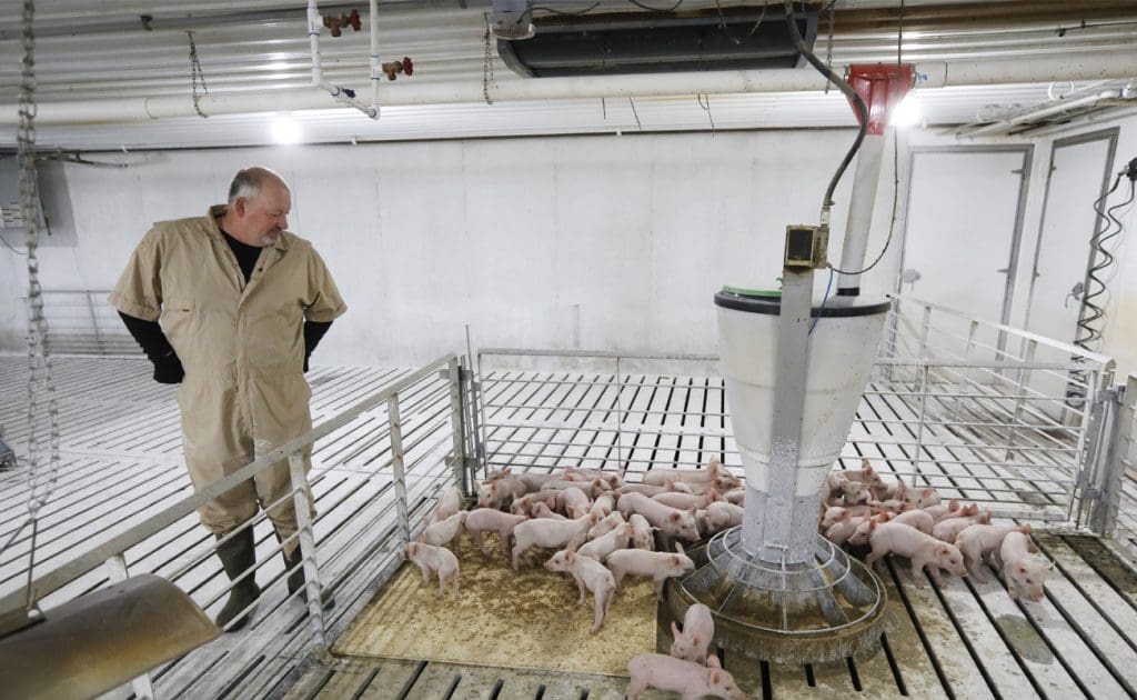 Krutost na zvířatech na velkochovech: etické obavy, dopad na životní prostředí a udržitelná řešení, srpen 2025