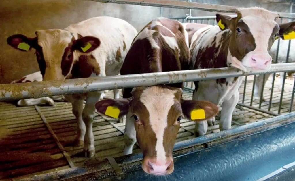 Hoe Diereboerdery Waterbesoedeling Beïnvloed: Oorsake, Gevolge en Volhoubare Oplossings September 2025