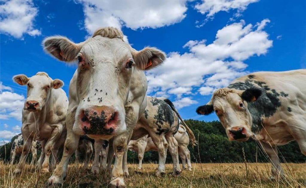 De rol van de veehouderij in klimaatverandering: emissies, ontbossing en duurzame oplossingen, augustus 2025