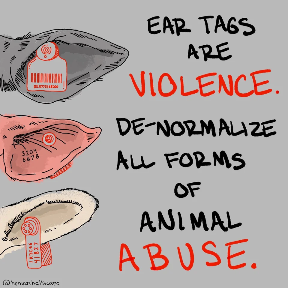 The Psychological Effects of Animal Cruelty on Society August 2025