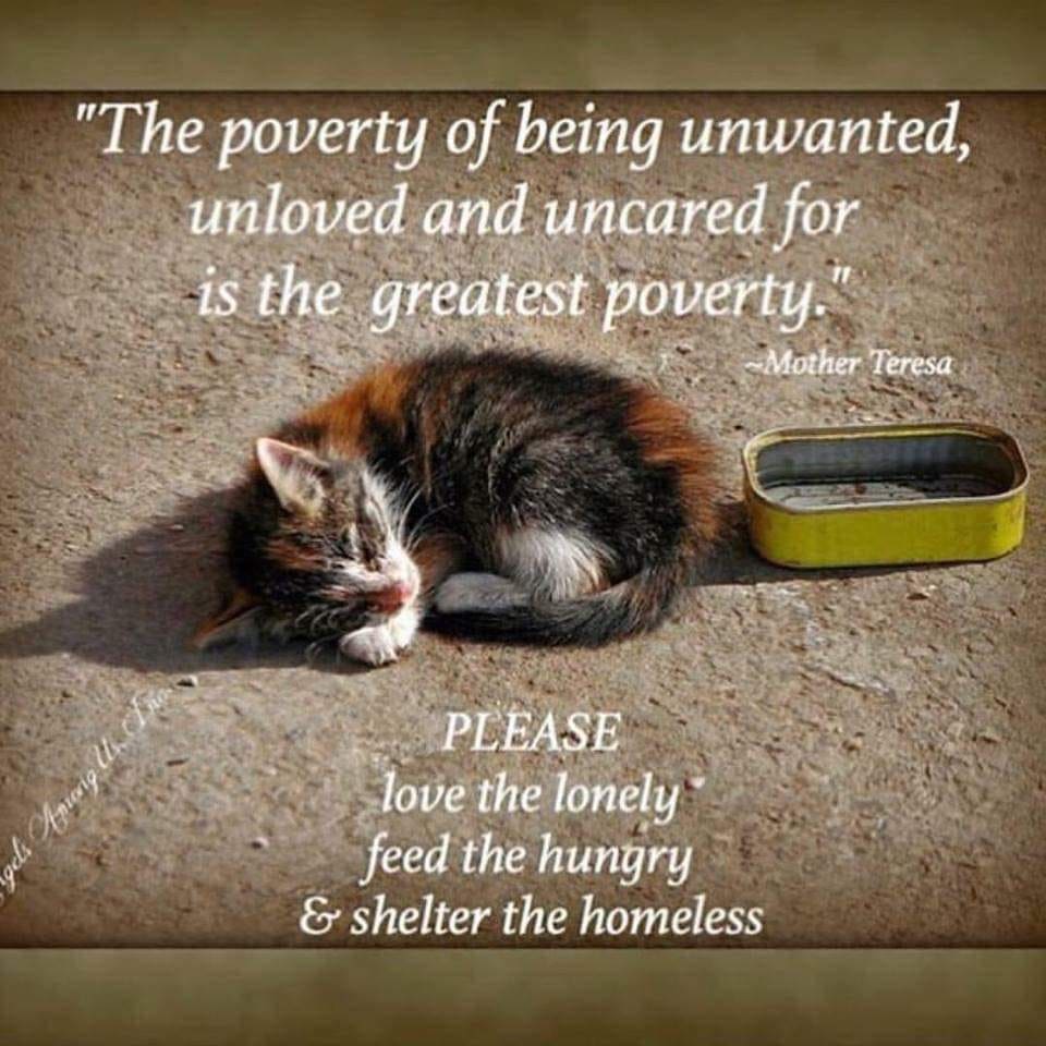 Exploring How Poverty Fuels Animal Cruelty: Causes, Challenges, and Solutions August 2025