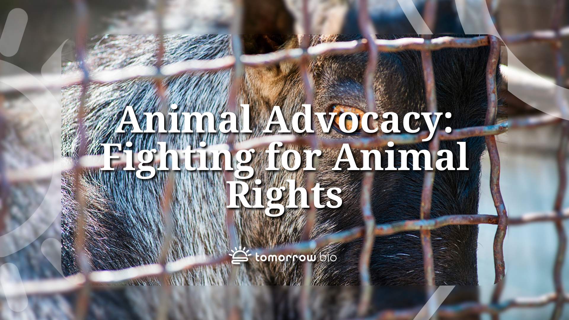 Leis de Bem-Estar Animal e Responsabilidade Cidadã: Protegendo os Animais por Meio de Advocacy e Ação Agosto de 2025