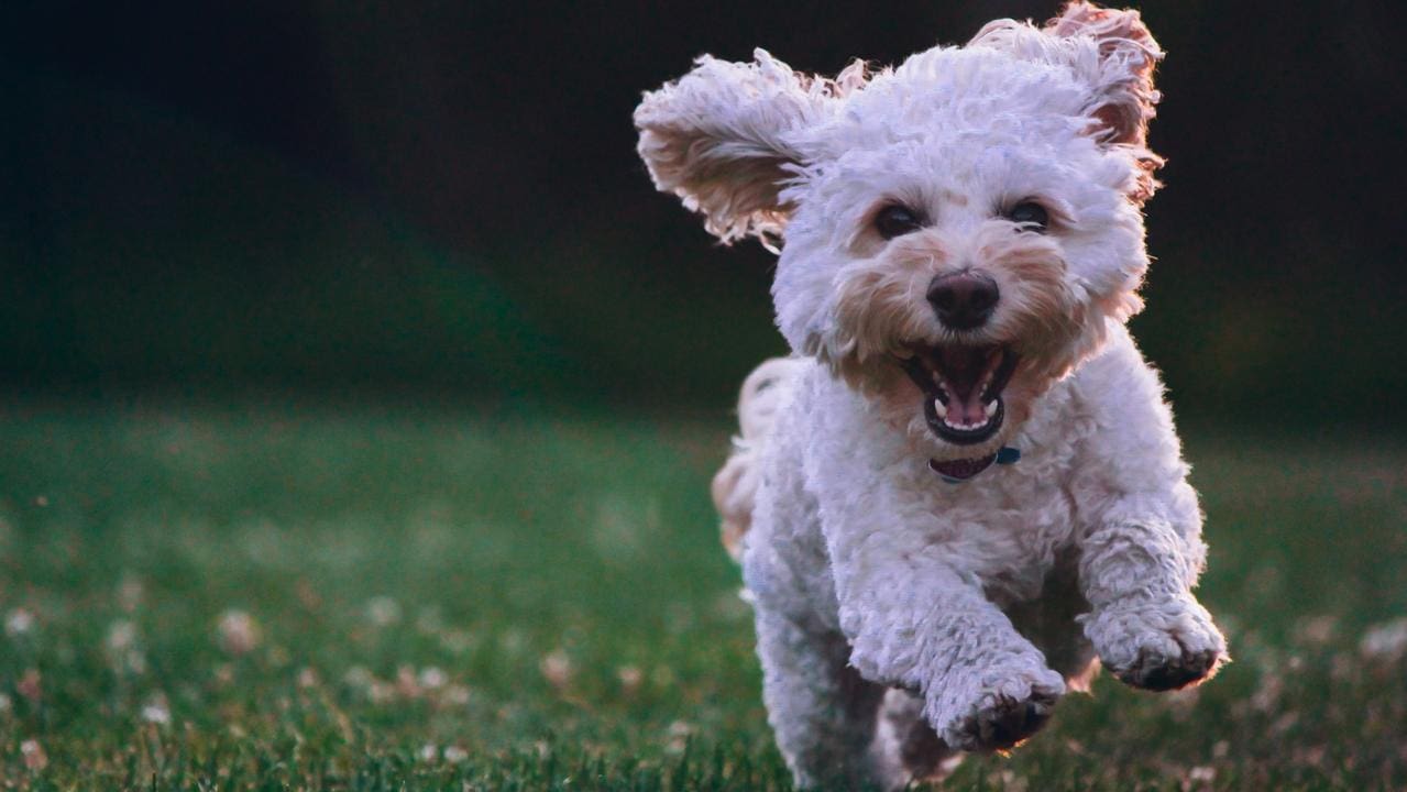 Leis de Bem-Estar Animal e Responsabilidade Cidadã: Protegendo os Animais por Meio de Advocacy e Ação Agosto de 2025