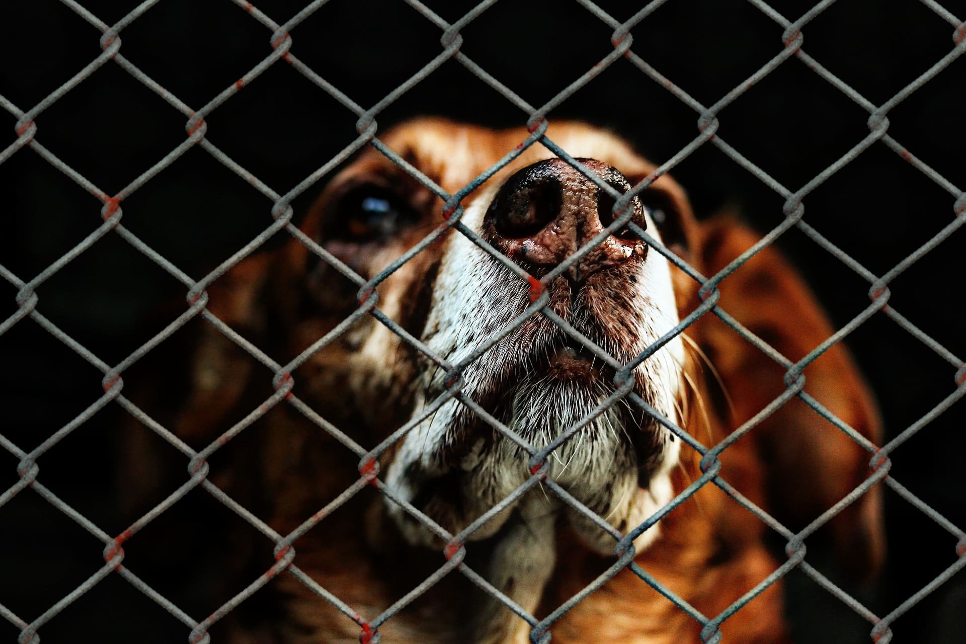 Exploring the Psychological Effects of Animal Cruelty on Humans and Animals: Emotional Trauma, Behavioural Changes, and Societal Impacts August 2025