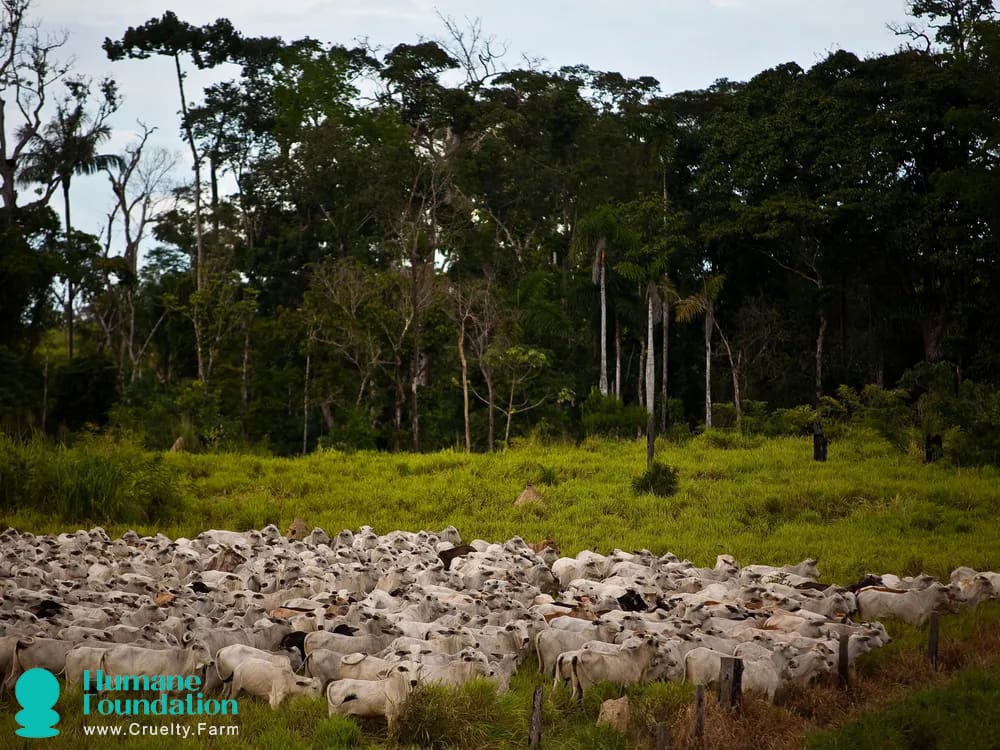 How Animal Agriculture Drives Species Extinction: Habitat Loss, Biodiversity Decline, and Environmental Impact August 2025