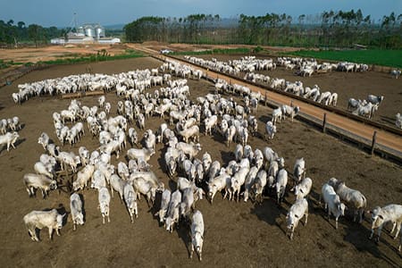 Cum agricultura animalieră duce la defrișări și amenință mediul înconjurător August 2025