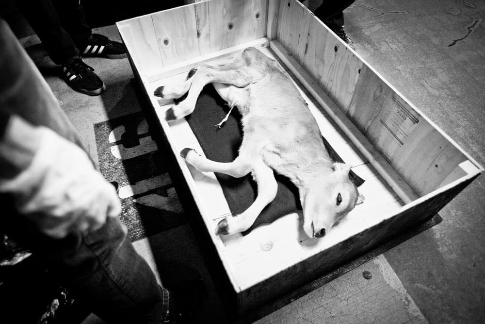 Paws for Progress: How Technology is Revolutionizing the Fight Against Animal Cruelty August 2025