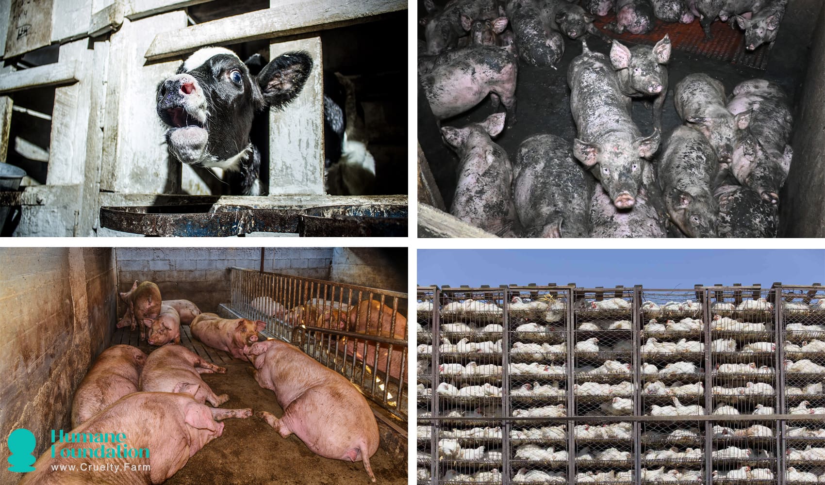 Exploring How Poverty Fuels Animal Cruelty: Causes, Challenges, and Solutions August 2025