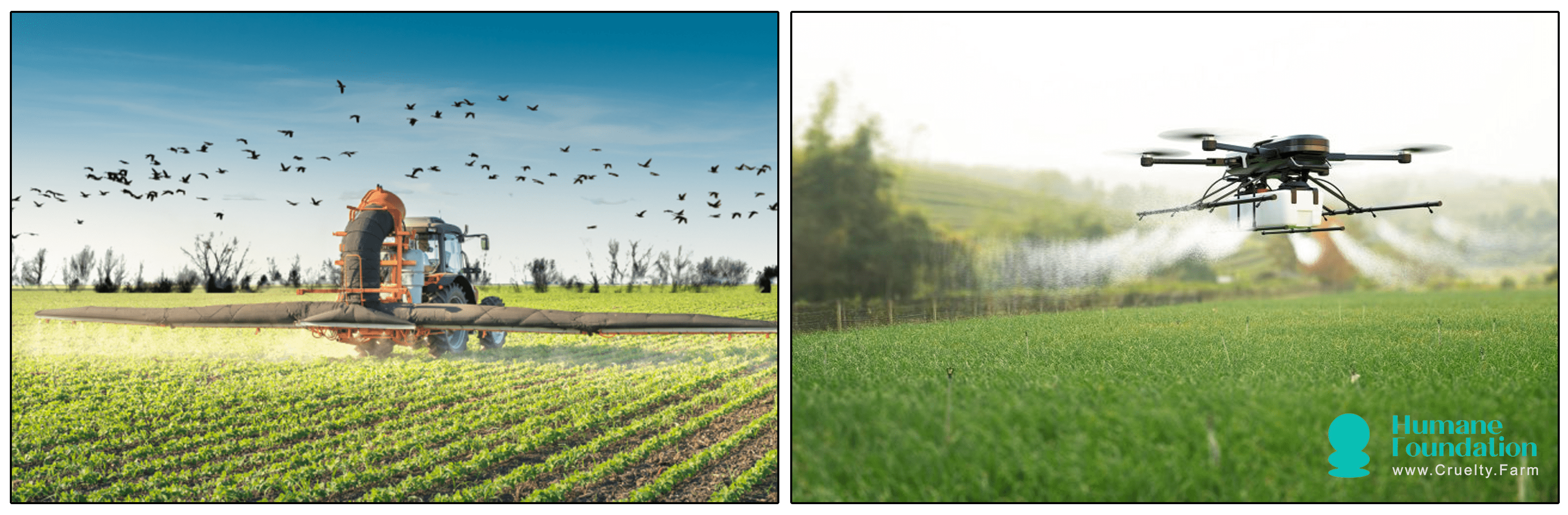 The Impact of Livestock Farming on Biodiversity Loss August 2025