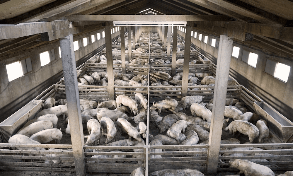 How Factory Farming Impacts Human Health: Risks, Antibiotic Resistance, and Sustainable Solutions August 2025