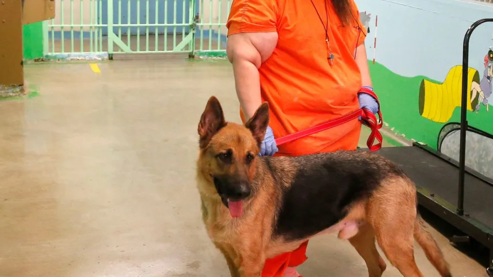 Comment les forces de l'ordre abordent la cruauté envers les animaux: enquêtes, poursuites et justice pour les victimes 2 Comment les forces de l'ordre abordent la cruauté envers les animaux: enquêtes, poursuites et justice pour les victimes en juin 2025