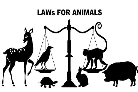 Leis de Bem-Estar Animal e Responsabilidade Cidadã: Protegendo os Animais por Meio de Advocacy e Ação Agosto de 2025