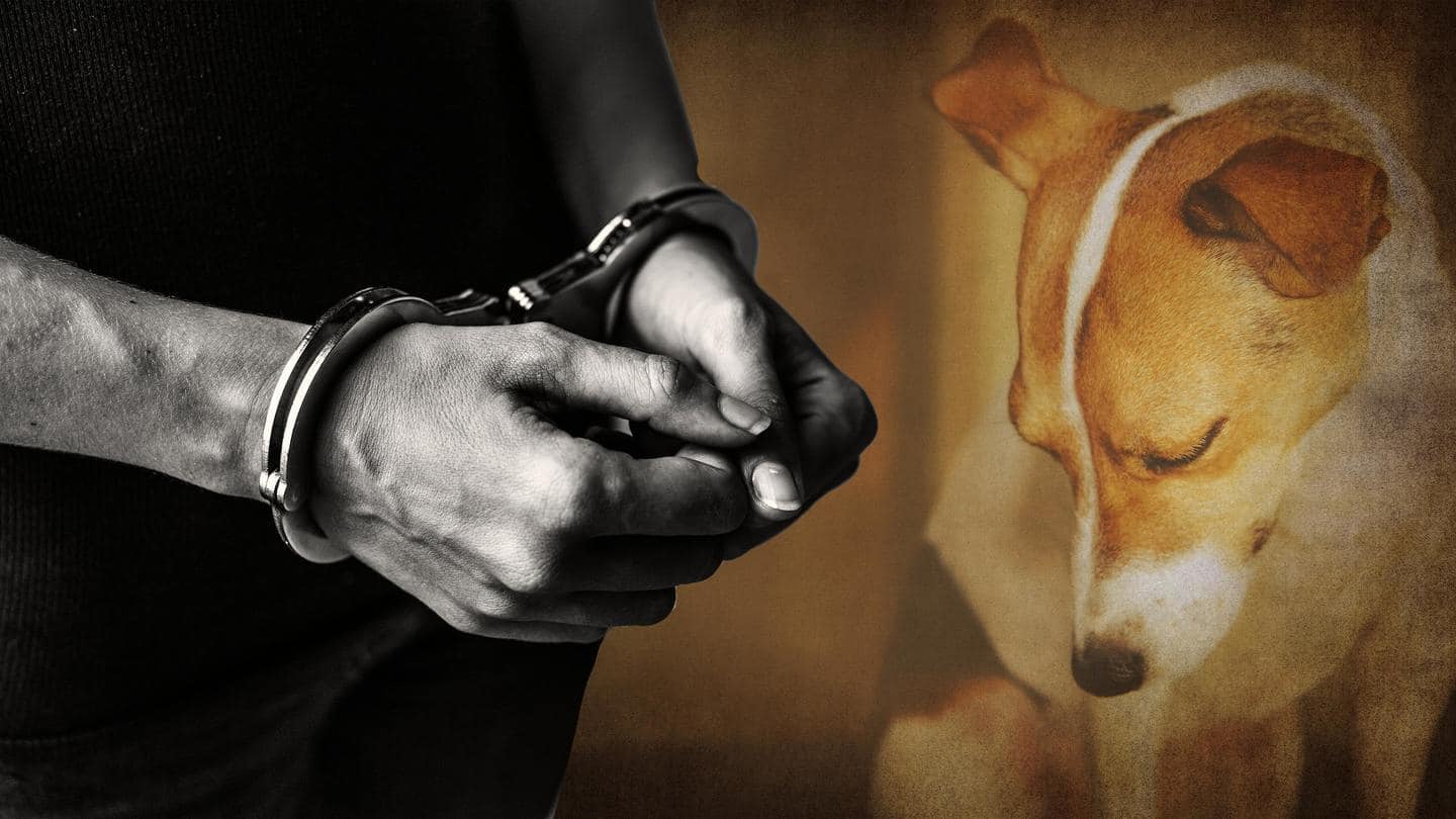 Paws for Progress: How Technology is Revolutionizing the Fight Against Animal Cruelty August 2025