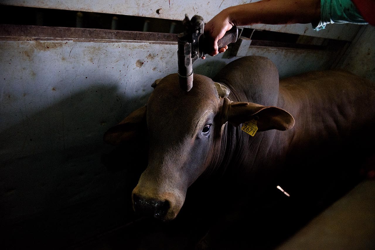 Factory Farming and Animal Cruelty: Uncovering the Hidden Impact on Animal Welfare August 2025