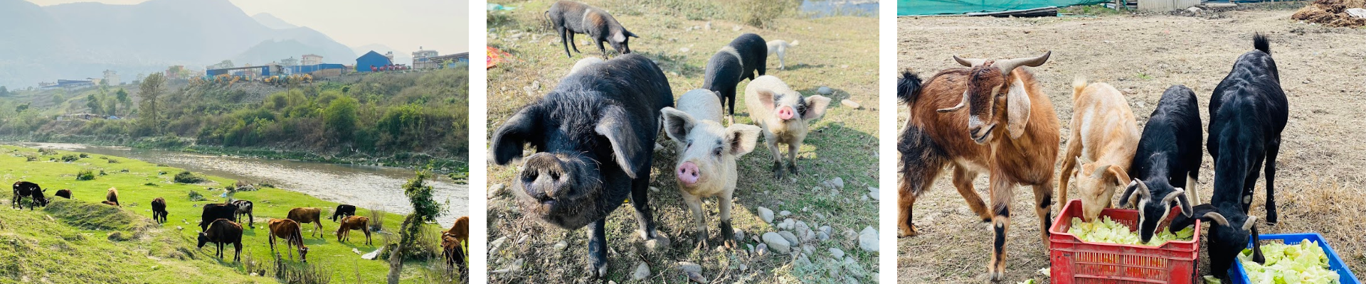 Exploring How Poverty Fuels Animal Cruelty: Causes, Challenges, and Solutions August 2025