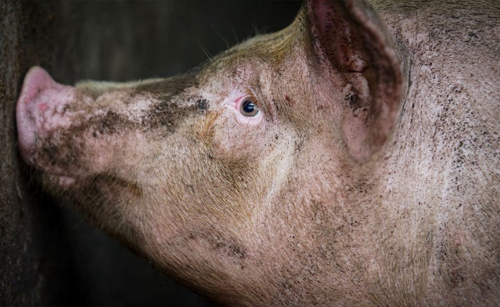 Bridging Political Divides to Advance Animal Rights: Overcoming Barriers and Building Alliances August 2025