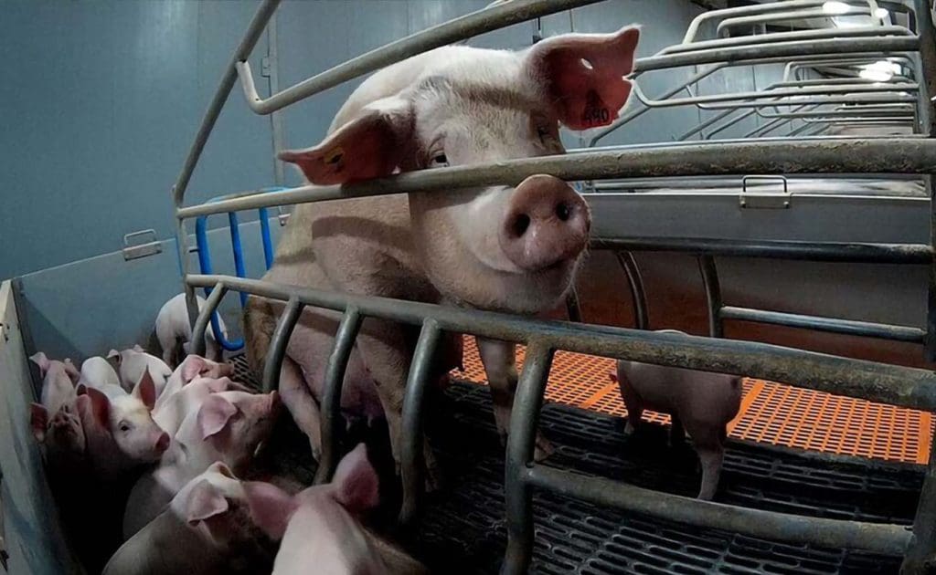 Nežmoniška fabrikinės žemdirbystės praktika: kodėl nebegalime jos ignoruoti (2025 m. rugpjūtis)