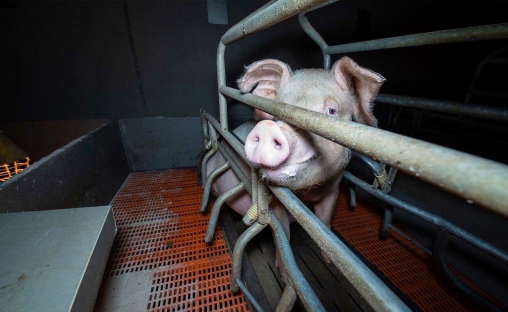 Dyremishandling i fabrikslandbrug: En ubelejlig sandhed august 2025