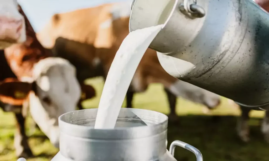 Unmasking the Dark Side of the Dairy and Meat Industry 2 Unmasking the Dark Side of the Dairy and Meat Industry June 2025