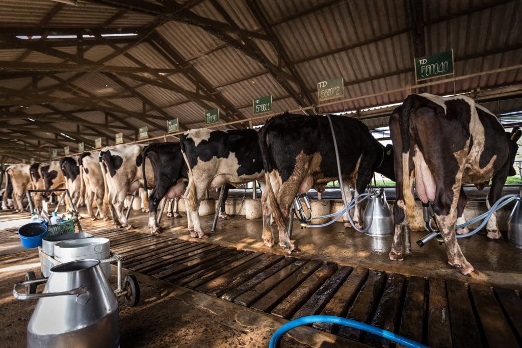 Rethinking meieri: Etiske bekymringer, miljøpåvirkning og helserisiko som krever endring 1 Rethinking meieri: Etiske bekymringer, miljøpåvirkning og helserisiko som krever endringer i juni 2025