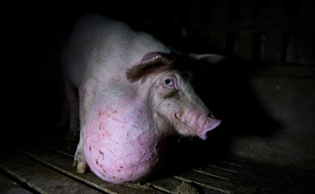 暴露：工場型農場における動物虐待の衝撃的な真実 2025年8月