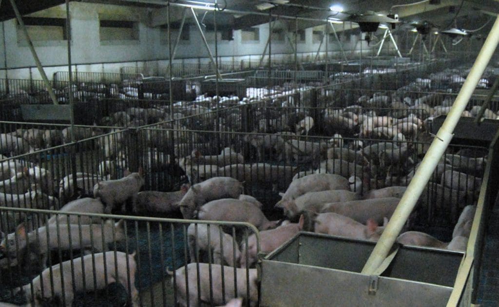 Mengungkap Kekejaman Tersembunyi Peternakan Pabrik: Realitas Gelap di Balik Produksi Daging dan Susu Agustus 2025