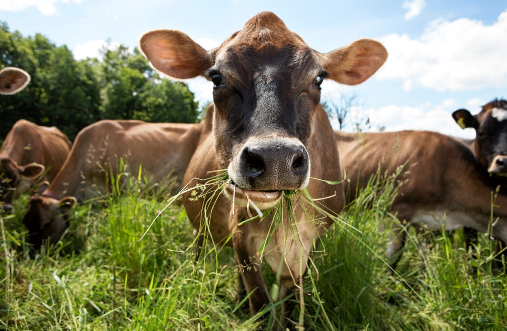 Transforming Lives and Protecting the Planet: The Benefits of a Vegan Lifestyle 1 Transforming Lives and Protecting the Planet: The Benefits of a Vegan Lifestyle June 2025