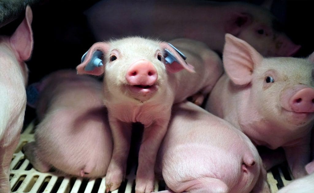 El costat fosc de les granges industrials: una mirada més detallada a la crueltat animal Agost 2025