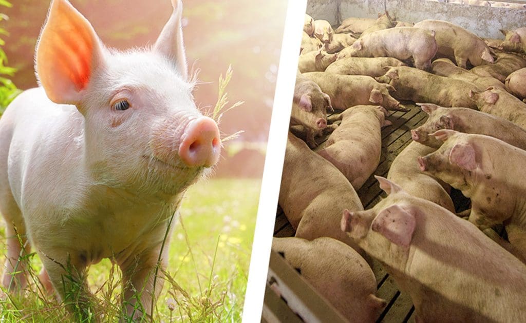 全球動物權立法：進展、挑戰與未來之路 2025年8月