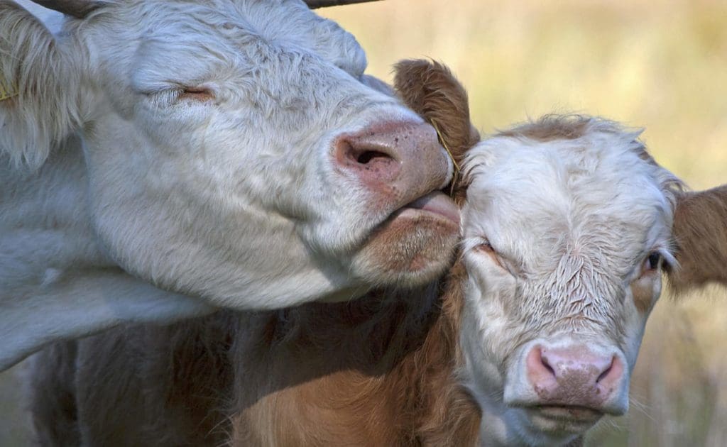 Den stygge sannheten bak kalvekjøtt: Avslører redslene i melkeproduksjonen august 2025