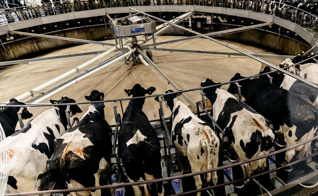 Tehasefarmide emotsionaalne koorem: piimalehmade varjatud kannatuste paljastamine, august 2025