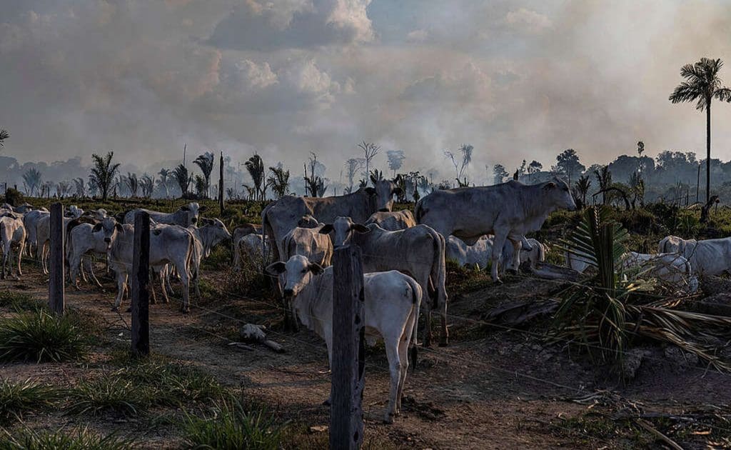 Factory Farming and Its Role in Land Degradation, Soil Erosion, and Desertification August 2025