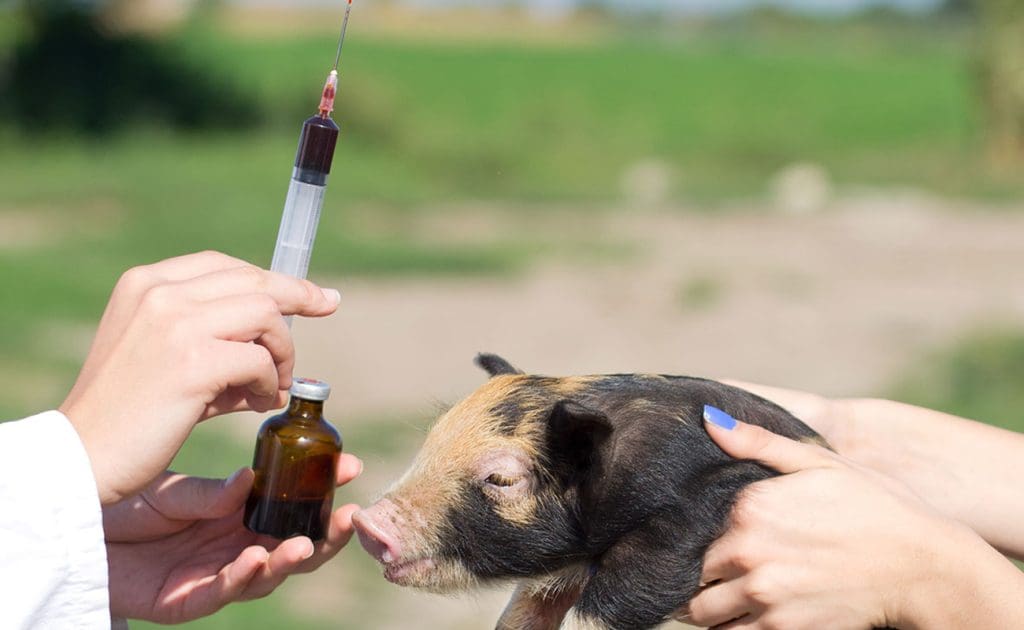Antibiootikumiresistentsus ja keskkonnareostus: loomakasvatusjäätmete mõju rahvatervisele ja ökosüsteemidele, august 2025