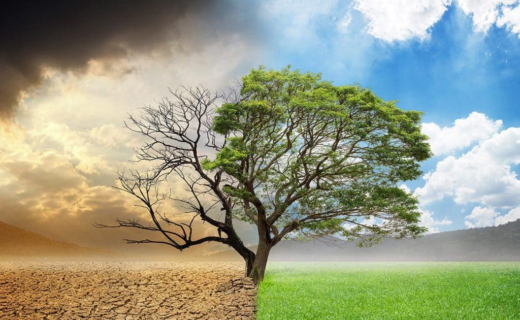 El paper del veganisme en la lluita contra el canvi climàtic Agost 2025