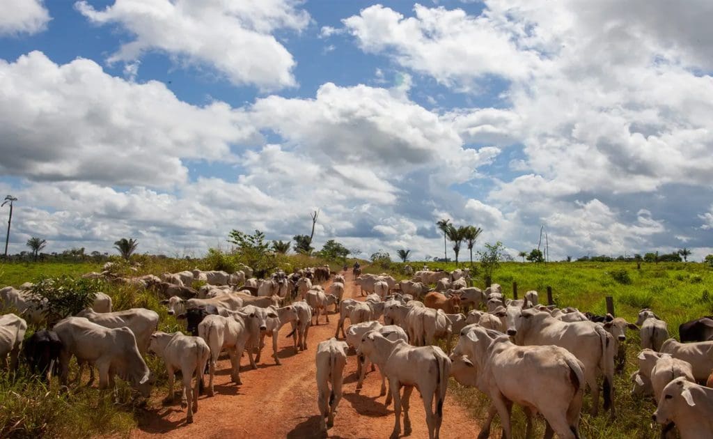 Hvordan reduktion af forbrug af animalske produkter kan bremse skovrydning august 2025