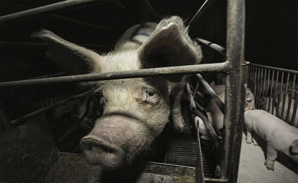 Animal Cruelty in Factory Farms: A Wake-Up Call for Consumers August 2025