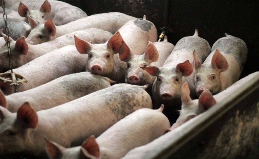Meira en grimmd: Að tileinka sér vegan mataræði fyrir betri heilsu og vellíðan ágúst 2025
