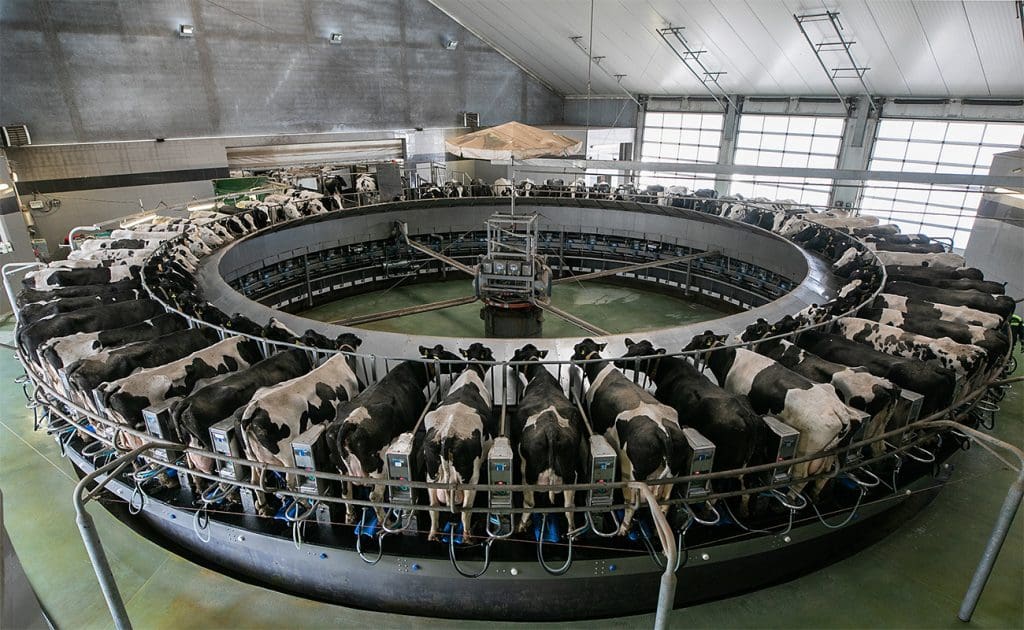 Foment de la compassió: sensibilització sobre la crueltat animal a les granges industrials Agost 2025
