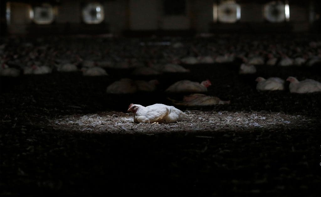 Victimele tăcute ale fermelor industriale: O privire din interior asupra cruzimii față de animale, august 2025