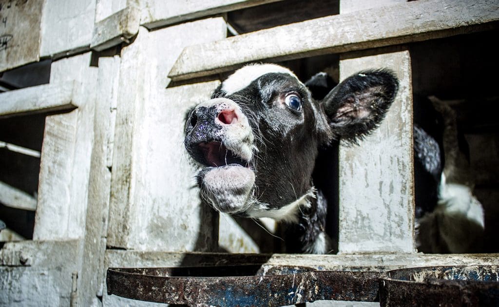 揭密乳製品的隱性成本：動物虐待、環境影響與道德替代方案 2025 年 8 月