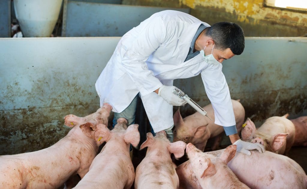 Povezava med tovarniško rejo in zoonozami: pandemija, ki čaka, da se zgodi? Avgust 2025