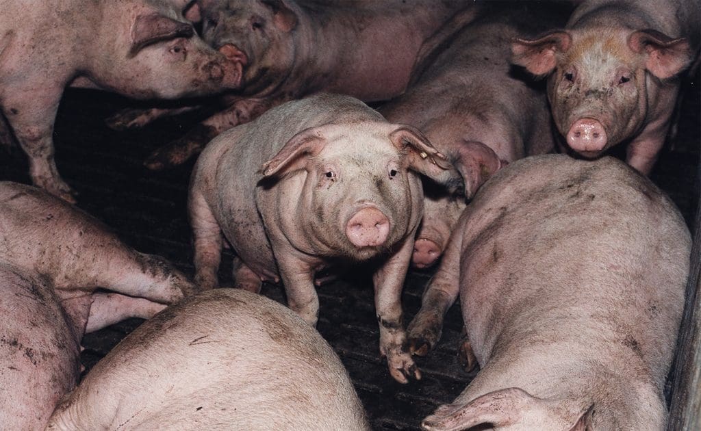 Bewustheid verhoog: Konfrontasie van die wrede realiteite van fabrieksboerdery Augustus 2025
