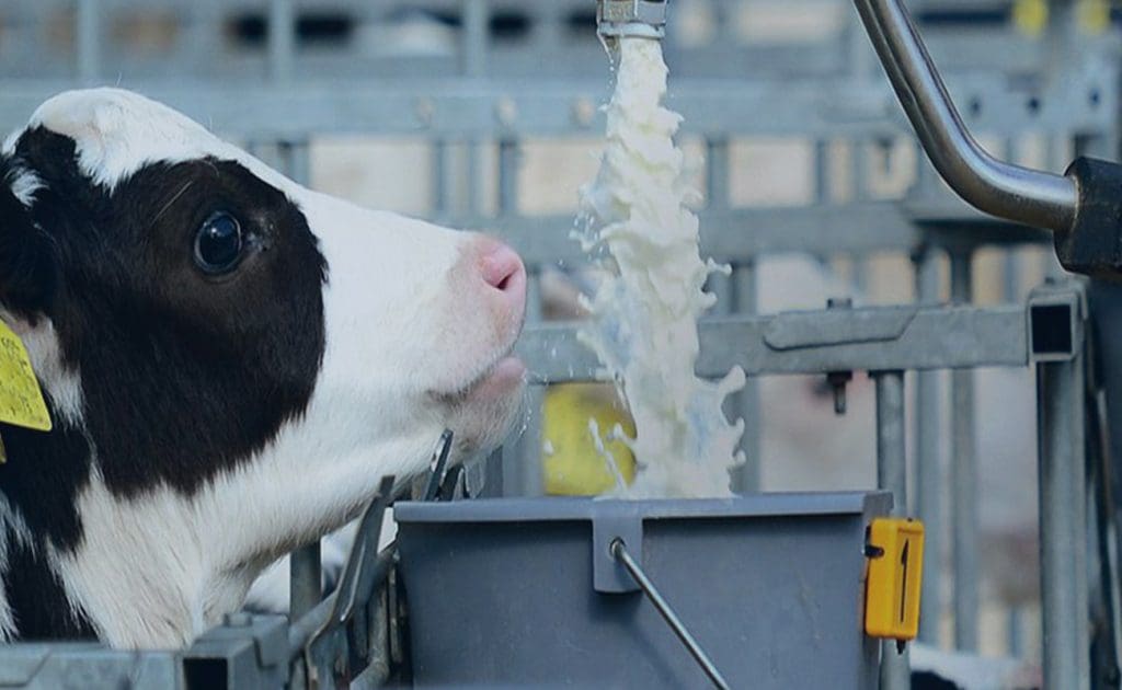 Déi däischter Säit vun der Mëllechwirtschaft: Déi beonrouegend Wourecht iwwer Är beléifte Mëllech a Kéis August 2025