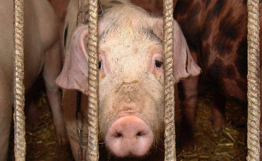 As realidades ocultas da pecuária industrial: danos ambientais, crueldade animal e riscos à saúde Agosto de 2025