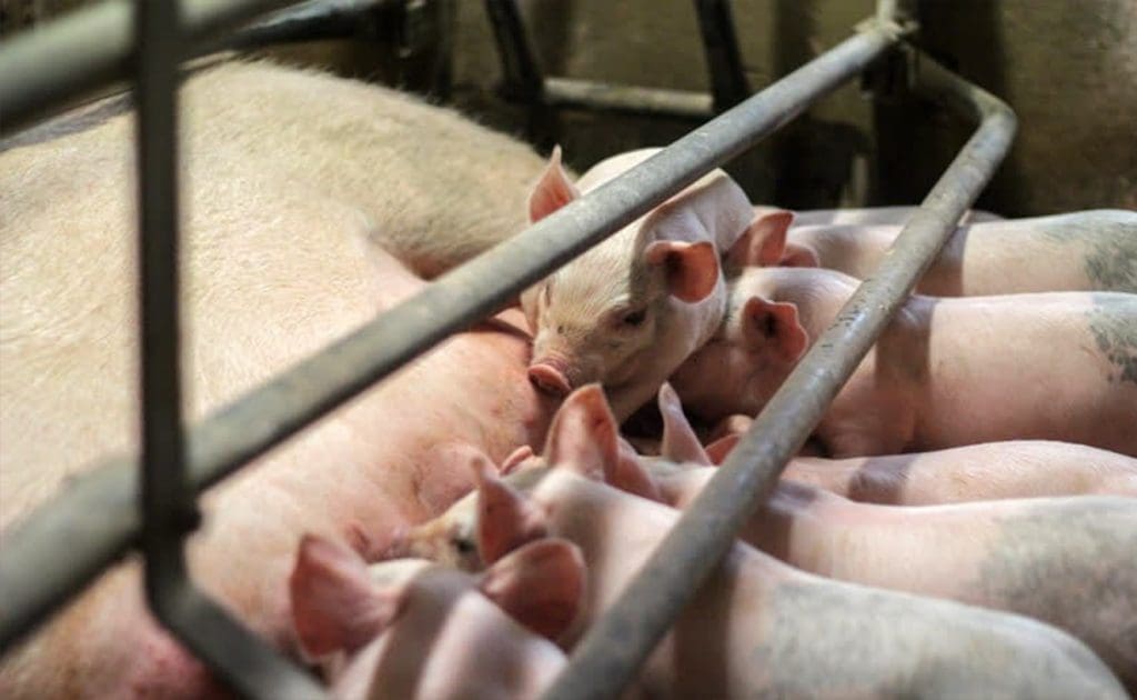 Odhalenie veľkochovu: Etické problémy, vplyv na životné prostredie a zdravotné riziká, august 2025